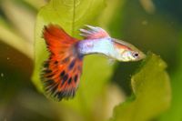 Are you a proud owner of guppies or considering adding them to your aquarium? Look no further! We've compiled a comprehensive guide, based on the expert advice of KeepingFishSimple, to ensure you provide the best care for your vibrant guppies. Let's dive into the top 10 things you should know to keep your guppies thriving. Varied Diet for Vibrant Health: Offer your guppies a diverse diet including live, frozen, and commercial foods. This ensures they receive essential nutrients for...