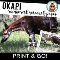 OKAPI Rainforest animals Research Pages for Rainforest Animal Report writing