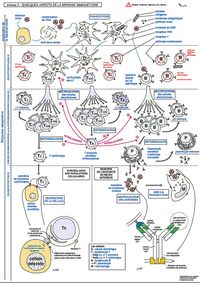 Immunité adaptative