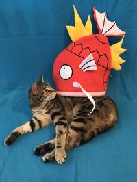 magikarp hat on etsy: https://www.etsy.com/listing/670654471/magical-magikarp-hat-made-to-order?ref=shop_home_active_2