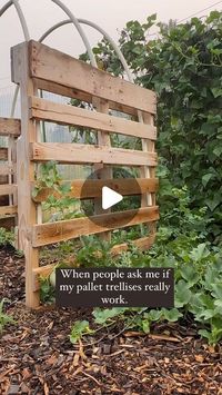 263K views · 9.4K likes | Dan & Andrea on Instagram: "I’m all about the vines! ❤️

You can use just about anything for vines, get creative! These pallet trellises are simple and work great in the garden. If you try them, let me know! I’d love to hear what you’re growing on yours. 👏🏻

#gardening #simplicity #growwhereyouareplanted #goals #farmlife #riverhouse #garden #vines #country #countryliving"