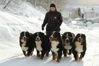 Oh my...I have never seen a whole team of Bernese Mountain Dogs - - -so beautiful! #BerneseMountainDog