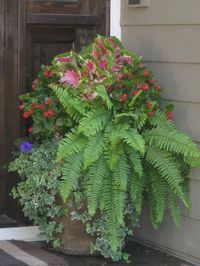 Shade planter, ferns, coleus, begonias