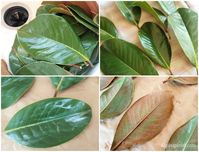 How to Preserve Magnolia Leaves with Mod Podge for Home Décor