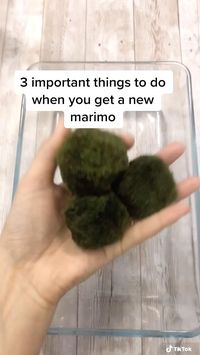 Vheck this quick guide for what to do once yoy get your new marimo friend to keep it happy at home