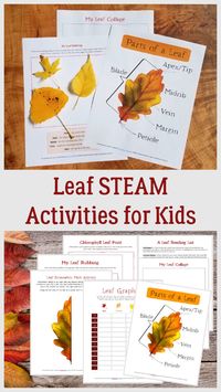 Learn the parts of a leaf, make leaf rubbings, create a leaf colleage and mix science, math and art with these printable activities for preschool, kindergarten and elementary ages!