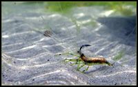 cool shrimp pattern