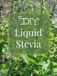 Looking for the liquid stevia in its purest form? Try making your own! We love this easy and natural way to get your sweetener in a blender!