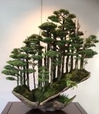 Eight Cypress Masahiko Kimura