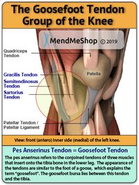 The pes anserine tendon group is found on the inside of the knee joint. The pes anserinus is the area where the tendons of 3 hamstring muscles (sartorius, gracilis, and semitendinosus) come together. The three tendons merge together on the inside surface of the shinbone. These three muscles are the dominant knee flexors that function to allow movement of the leg towards the body and control rotation of the tibia, protecting the knee against rotary stress.