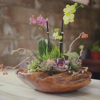 Can put the orchids and succulents together despite their differing watering?@dallavita