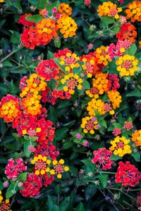 Growing Lantana - How To Keep Lantana Blooming Big All Summer Long!