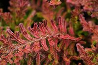 Prized for its four seasons of interest, award-winning Calluna vulgaris 'Wickwar Flame' (Heather) is a compact, spreading evergreen shrub forming a dense mound of golden-yellow and orange foliage in summer, changing to coppery-red during the winter months. Profuse mauve-pink flowers are on display in late summer and contrast beautifully with the evergreen foliage. Primarily a foliage plant, this Heather is terrific as a groundcover.