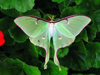 World's Best Luna Moth Stock Pictures, Photos, and Images - Getty Images