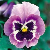 Pansy flower | lovley flower | RoseSurfinia4480 | Flickr