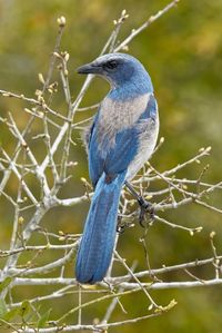 'Florida scrub jay, Aphelocoma coerulescens Cruickshank Sanctuary, Florida.' Photographic Print - Adam Jones | AllPosters.com