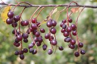 072414 choke cherry ~ Choke Cherry Berries. The berries are edible but the pits,bark and leaves are poisonous. Photo taken along the Spokane River in Eastern Washington.