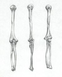 Humerus, Ulna, and Raduis