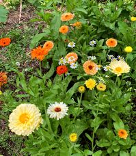 10 Easiest Annual Cut Flowers to Grow From Seed and 2 to Avoid | Shifting Roots