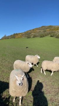 Amazing dog herding a field of sheep