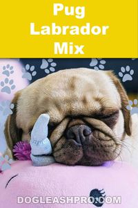 Pug Lab Mix: Complete Guide, Pug Labrador, Pug Lab, Pug mixed with Lab, Pug and Labrador, Lab and Pug, Pug cross Labrador, Labrador y Pug, Labrador Pug, Pug y Labrador, Puppies, puppy, cute puppies, tiny puppies, cute puppy, tiny puppy