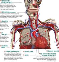 L’appareil respiratoire | Le Corps Humain