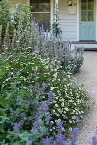 Colour and repetition in a contemporary cottage garden