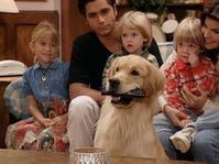 The Internet Is Wrong About Air Bud And Comet Being The Same Dog