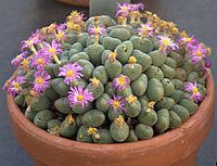 Conophytum velutinum