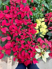 Poinsettia