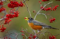 These Stellar Photos Show the Special Link Between Birds and Native Plants | Audubon