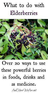 What to do with elderberries | And Here We Are... #elderberries #foraging #herbalism