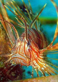 Lionfish