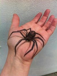 #3dtattoo #3dspidertattoo