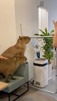 Capybara cafe japan