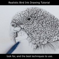 Here are some tips & techniques for drawing a bird in ink for a pen and wash parrot study painting. There are various techniques that work particularly well when you are working on feathers, and some to use if you are not quite sure where the marks are needed to. . #PaulHopkinson #TheDevonArtist #parrotdrawing #penandwash #inkdrawing #drawing #birddrawing #howtodraw #pendrawing #howtodrawwithpens #howtodrawwithink #inktechniques #learntodraw #watercolorandwash