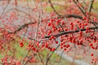 Malus sargentii (Sargent Crabapple)