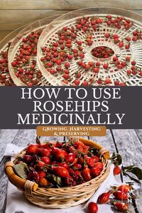 This post is filled with all things rosehips for natural medicinal purposes. Including rosehip benefits, why we should be growing our own rosehips, harvesting, preparing, drying, and using rosehips medicinally.