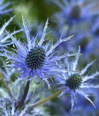 25 Seeds BLUE STAR SEA Holly Eryngium Flower, Perennial - Etsy