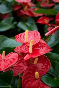 Exotic, elegant Anthuriums make exciting accent colors as patio pots or houseplants. Read more in our Anthurium care guide and plant profile.