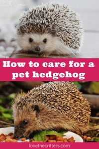 How to care for a pet hedgehog - Love The Critters