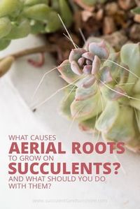 I wondered what these were! This post explains everything you need to know about aerial roots on succulents