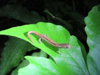 Mexican Mushroomtongue Salamander from Cave's Branch Jungle Lodge on July 21, 2015 by Sal Scibetta. Found on a left about 6 inches off ground · iNaturalist