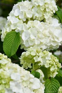 Snowball Viburnum | ©homeiswheretheboatis.net #flowers #spring #garden