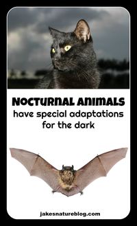 What Are Some Adaptations That Nocturnal Animals Have? - Jake's Nature Blog