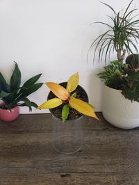 Thanks for the kind words! ★★★★★ "This plant came very quickly and in good condition. The packaging was quite secure. Such a beautiful little plant!" Robyn https://etsy.me/33FgwNj #etsy #orange #yellow #no #philodendron #orangefoliage #orangephilodendron #princeoforang