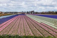 Biking Through the Tulip Fields - Lisse, Netherlands - World Traveling Military Family