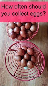 How often should you be collecting your hens eggs?