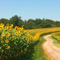 sunflower in maryland