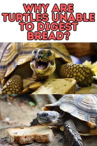 Can Turtles & Tortoises Eat Bread? Understand the health risks associated with feeding bread to turtles and tortoises and how it can impact their digestive system.